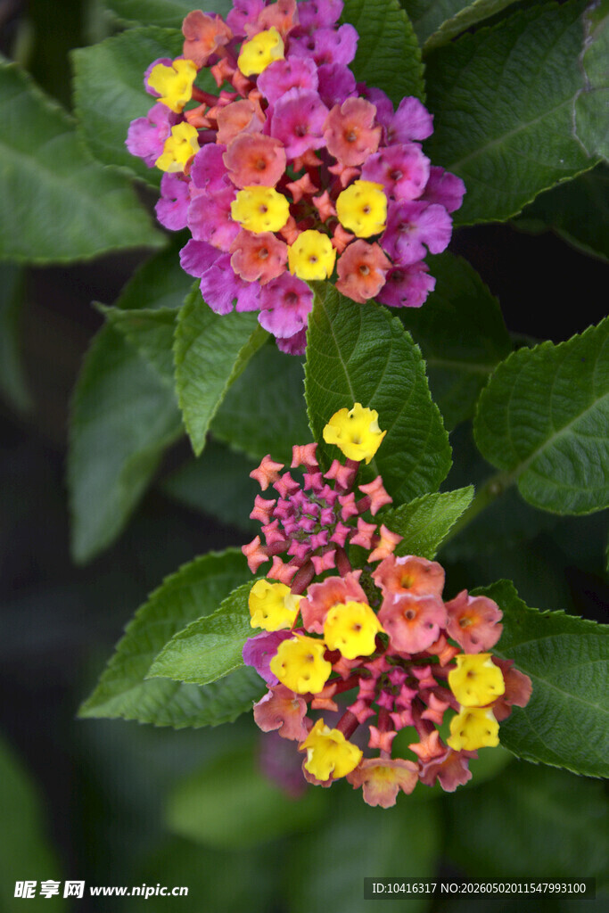 马缨丹花