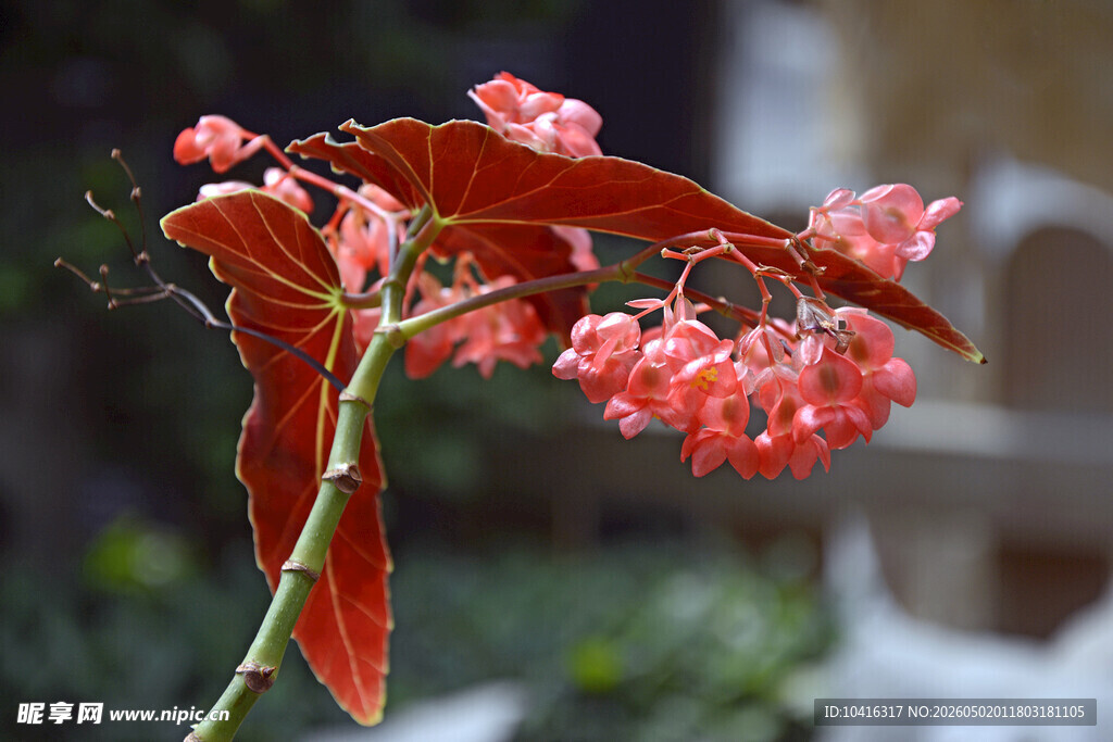 龙翅海棠花