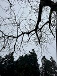 树枝与远处树林的景致