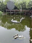 湖畔木桥旁的鸭子与乌龟