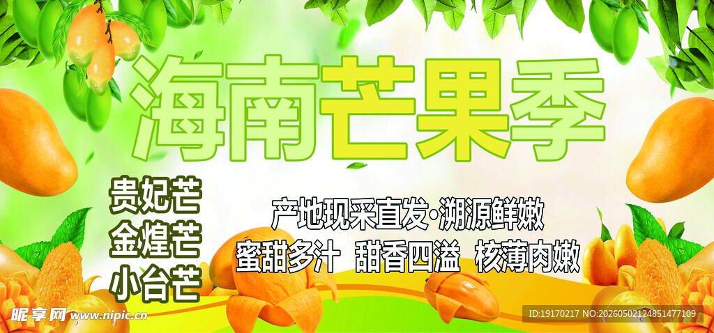 海南芒果季 果香四溢