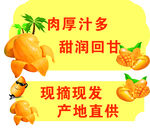 肉厚汁多甘甜柑橘现摘现发