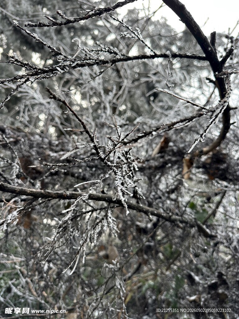 雪覆树枝的冬日景象