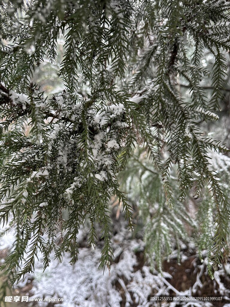 雪覆松枝的冬日景致