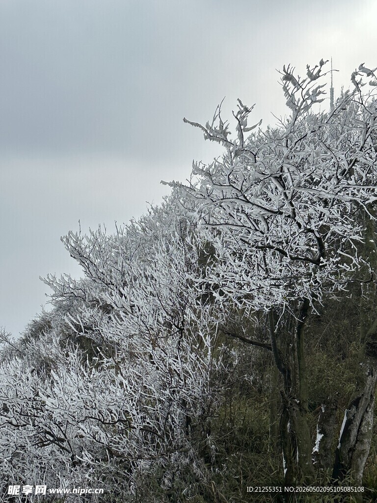 雪覆枝头的美丽冬日景象