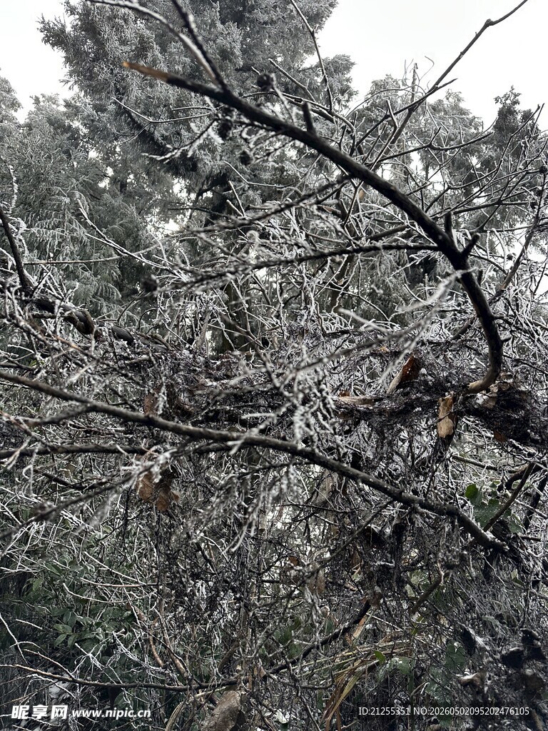 雪覆松枝的冬日景致