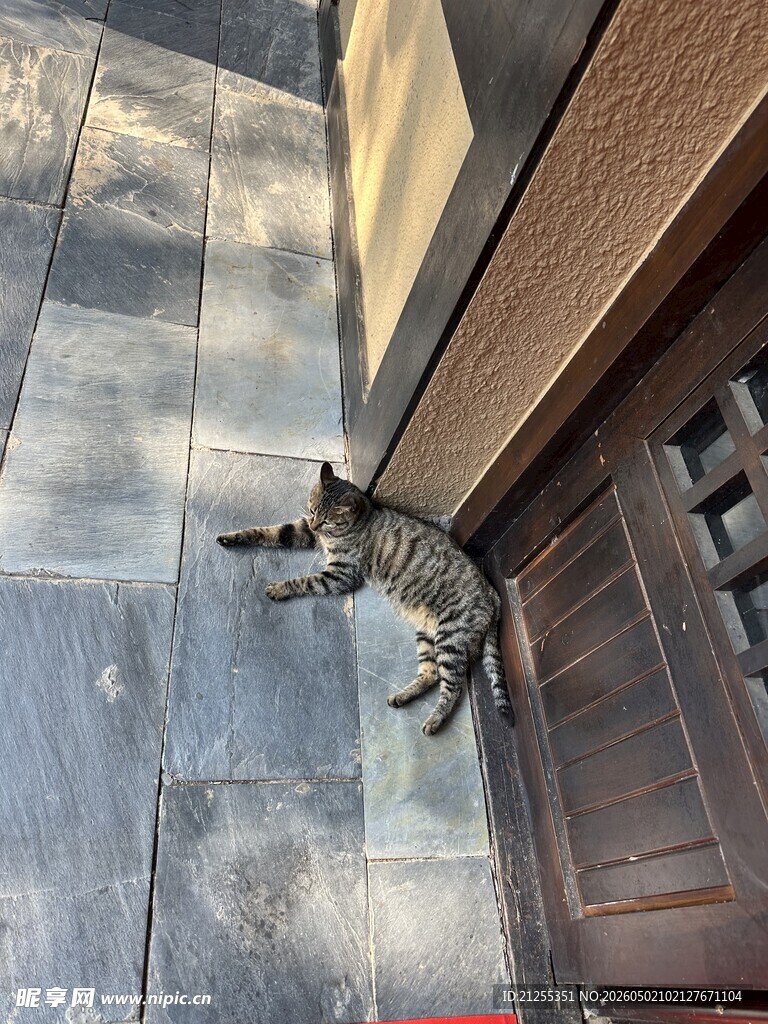 门口猫咪悠闲趴着