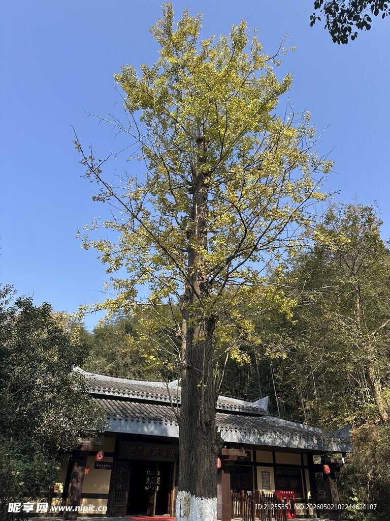 古树下的中式建筑