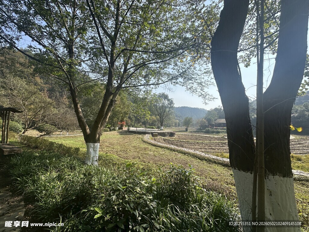 乡村林间小道风景