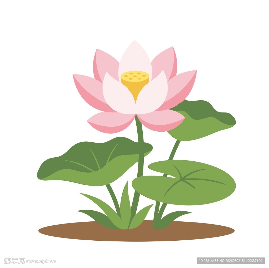 荷花插画素材