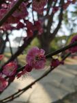 粉色梅花