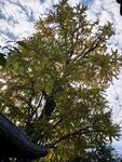 银杏树
