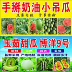 手掰奶油小吊瓜  玉菇甜瓜