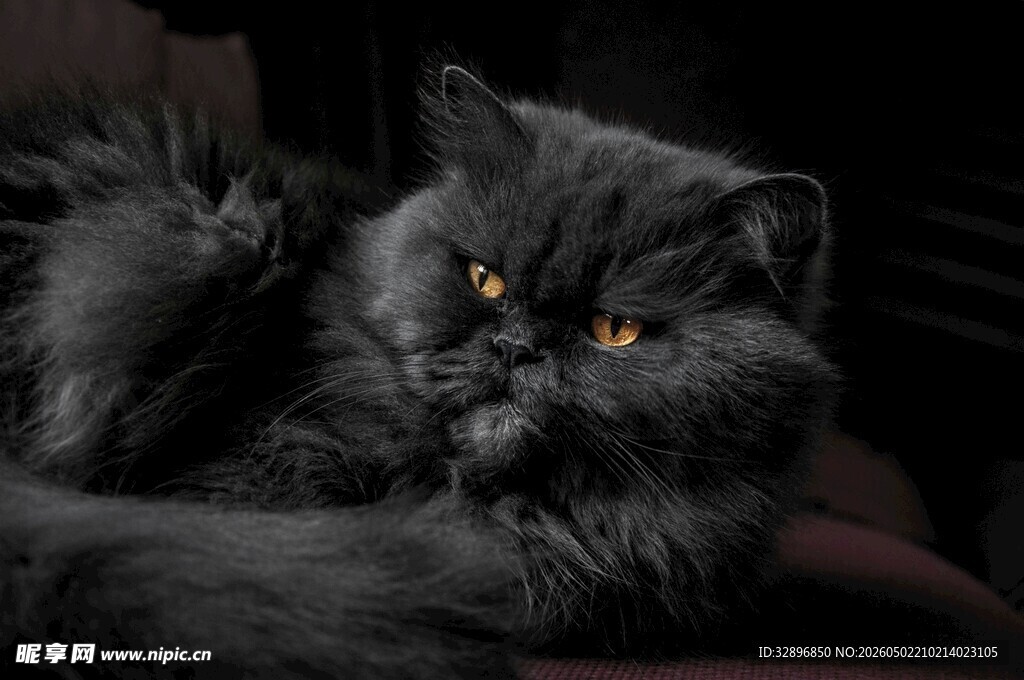 慵懒黑猫侧卧姿态迷人