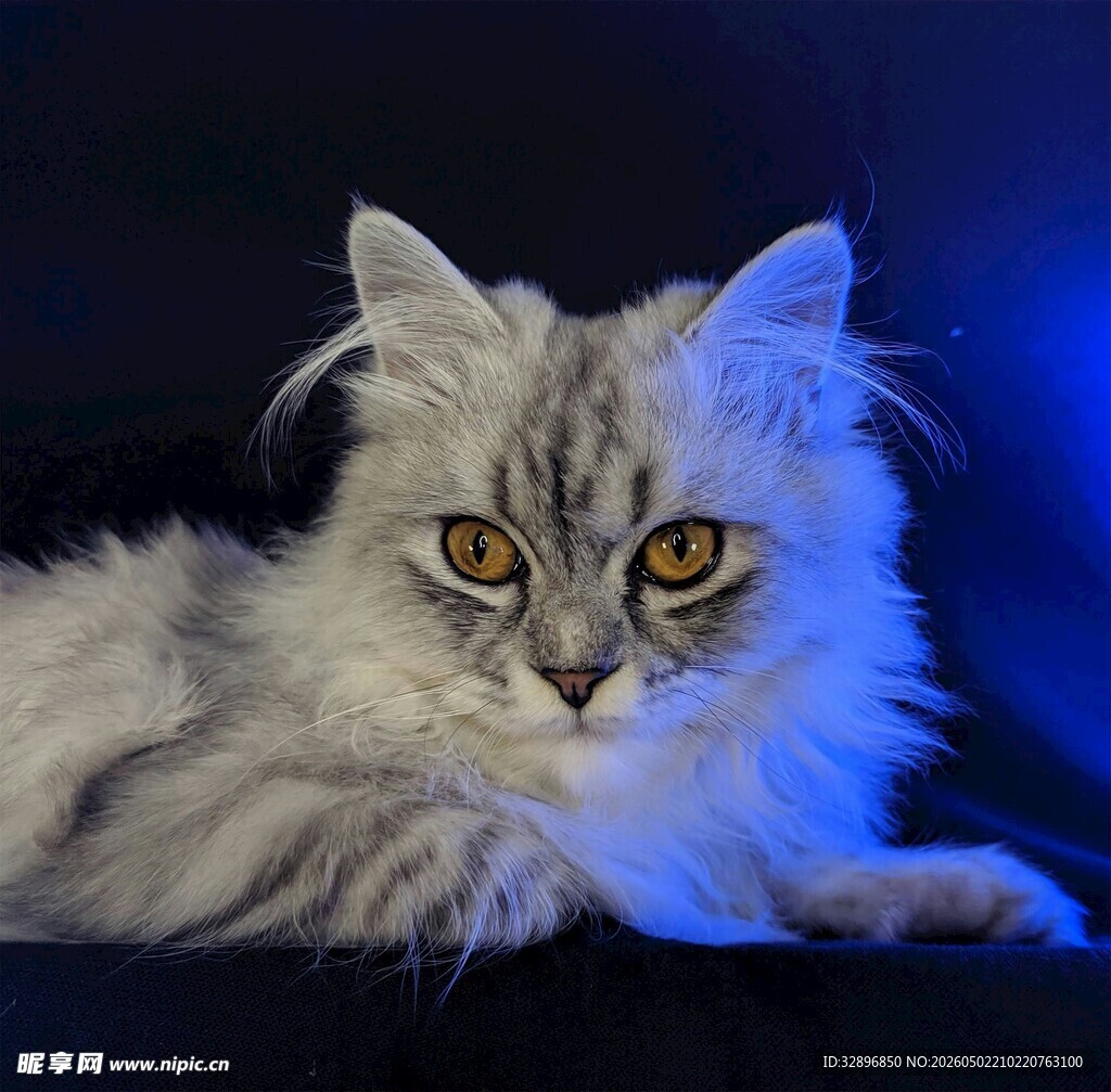 长毛灰猫侧卧凝视镜头