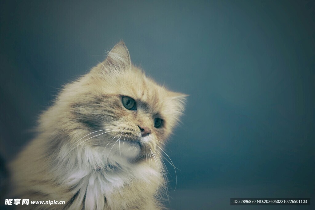 可爱长毛猫凝视瞬间