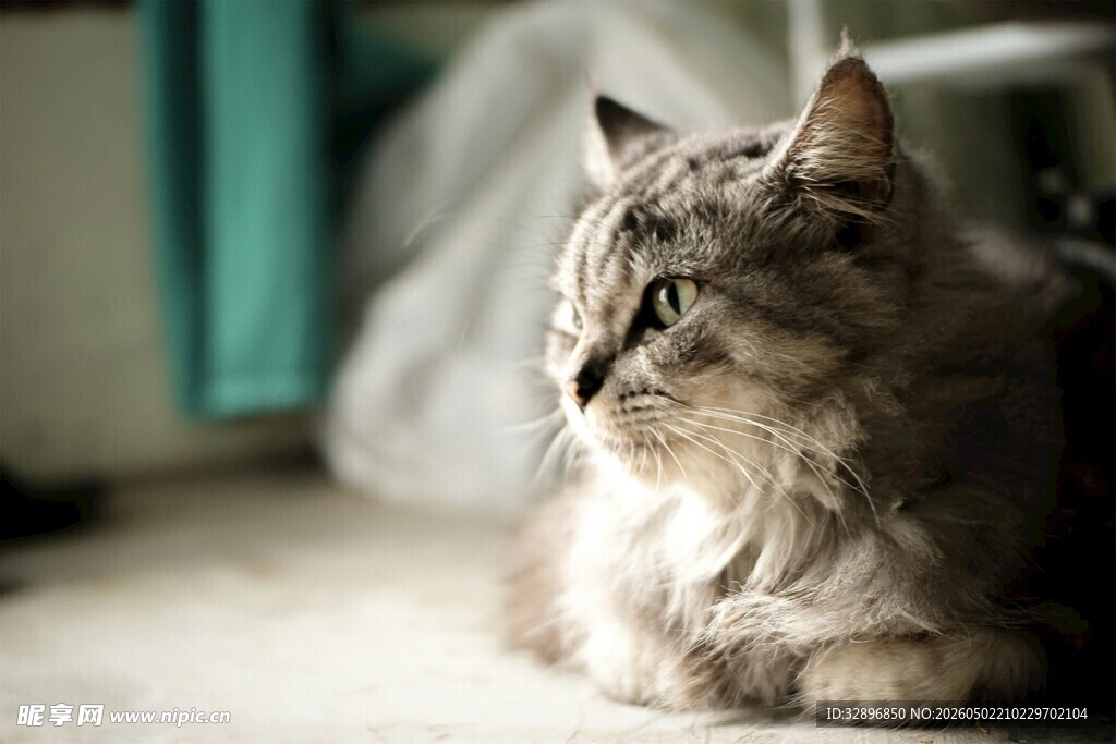 慵懒猫咪惬意趴卧