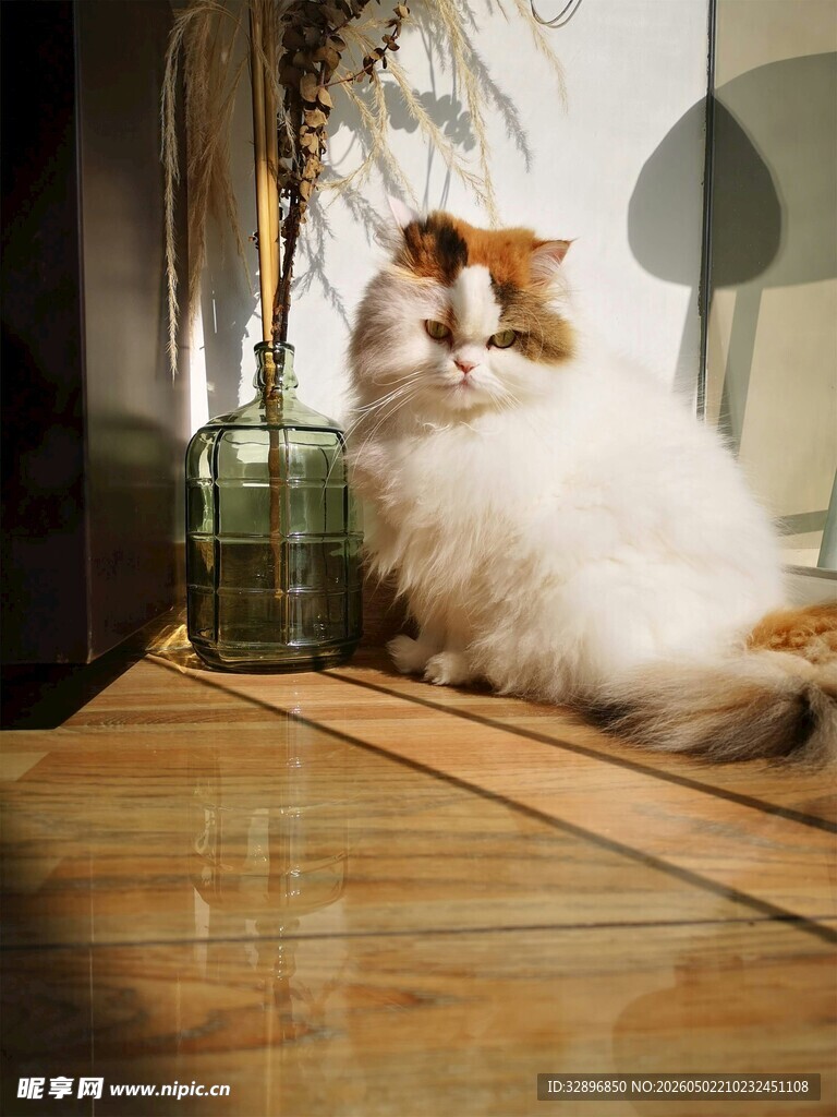 慵懒猫咪坐于木地板上