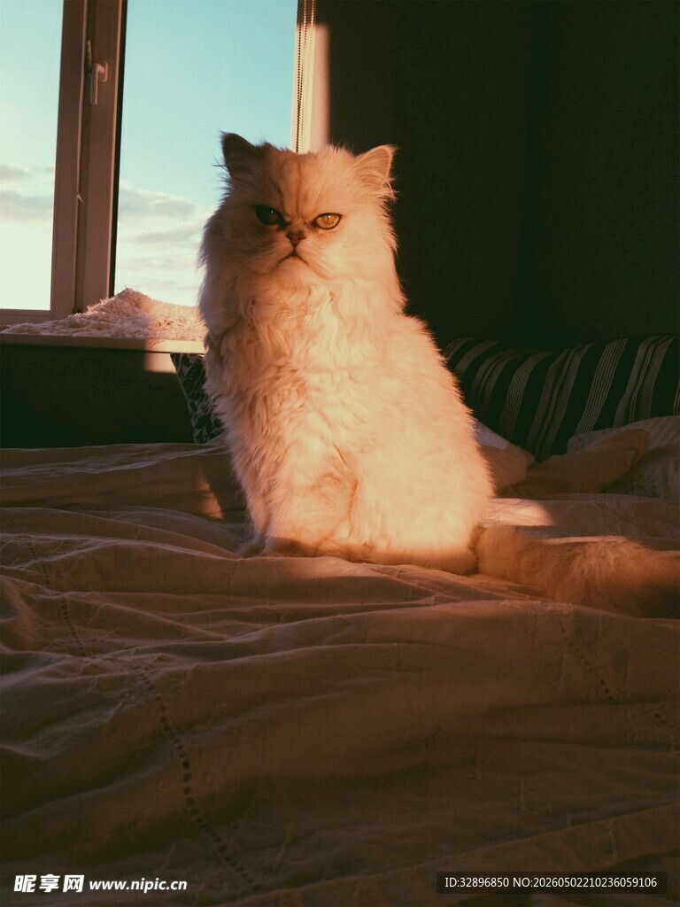 阳光下的慵懒猫咪