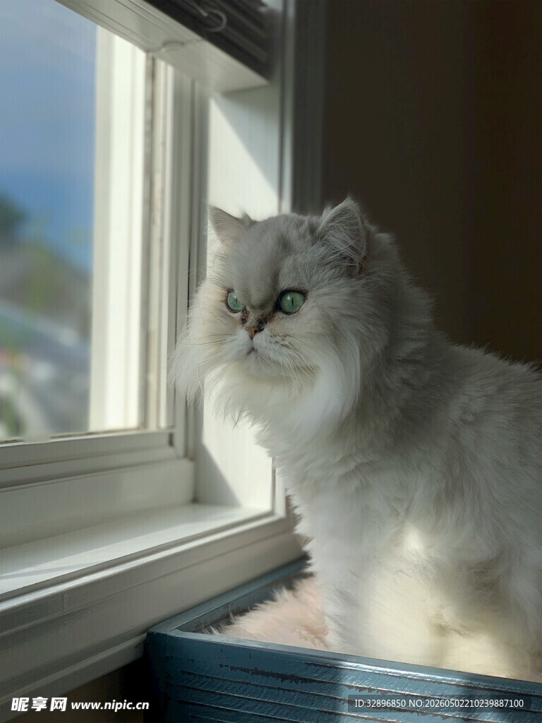 窗边的优雅猫咪