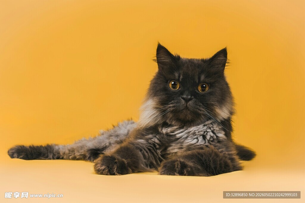 黑猫侧卧于黄色背景前