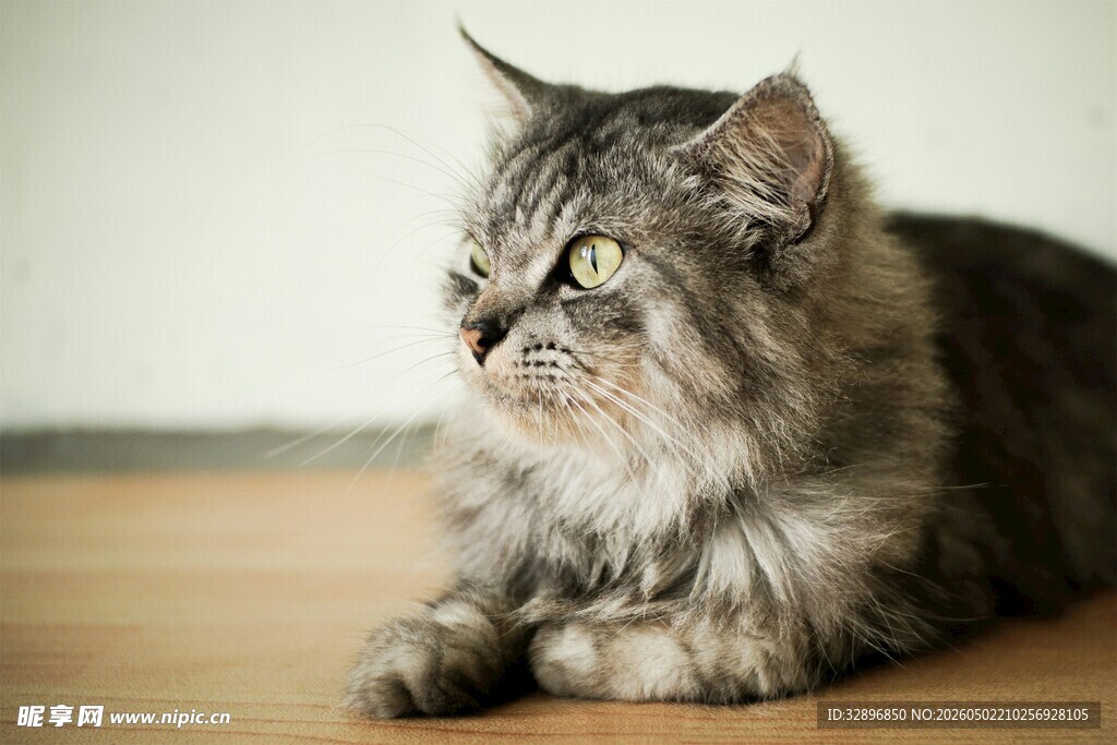 长毛猫咪趴坐凝视