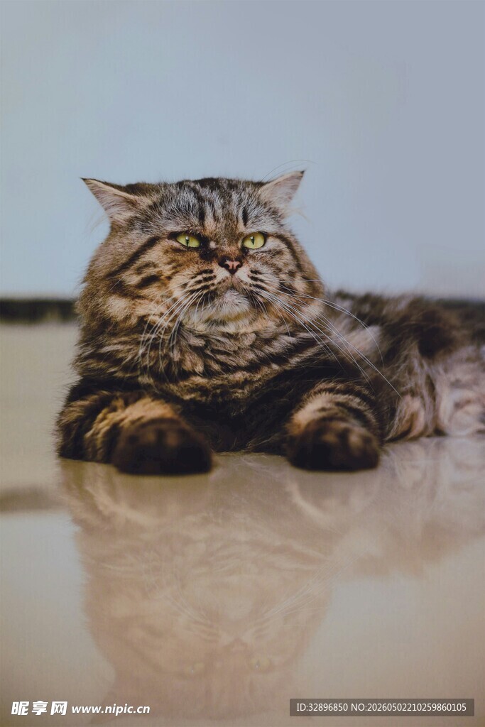 趴着的花纹猫咪