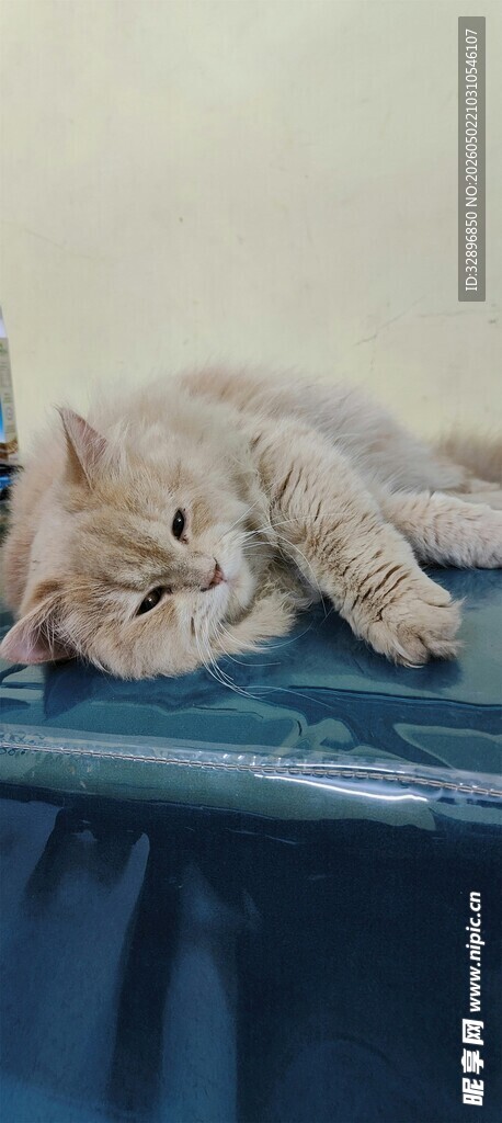 熟睡的小猫趴在蓝色垫子上