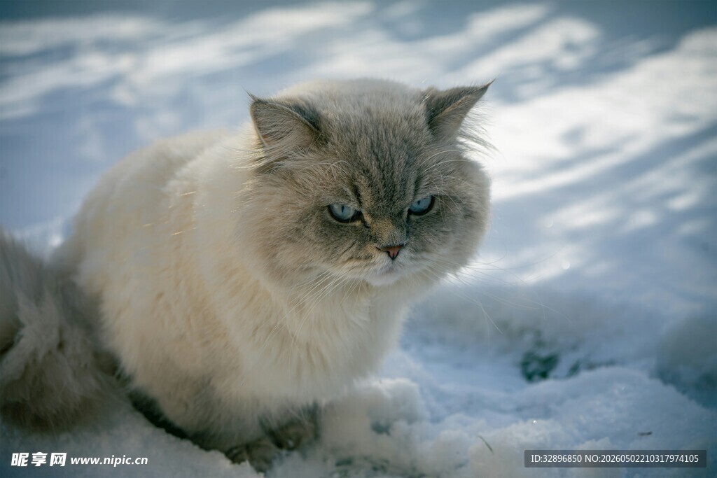 雪地中的长毛猫咪