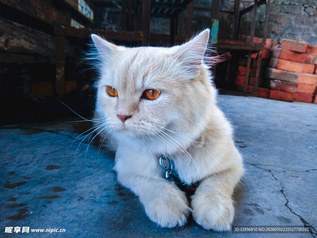 白色长毛猫悠闲趴地