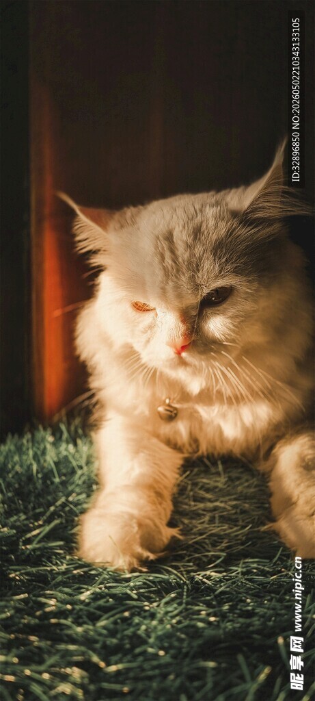 可爱小猫行走在绿色草地