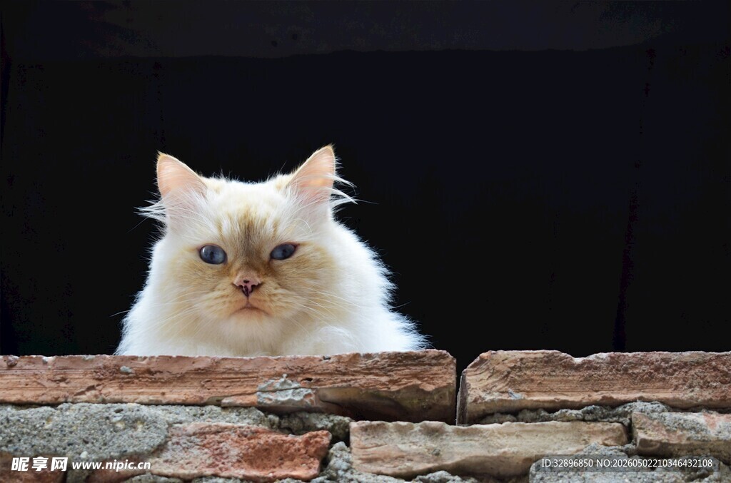 墙边的长毛猫咪