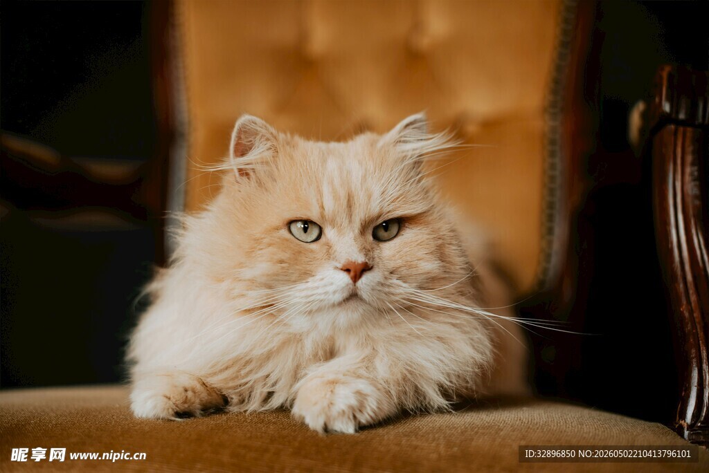 长毛橘猫慵懒趴坐椅子上
