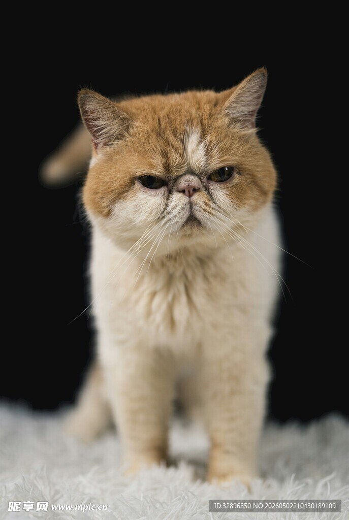 可爱加菲猫站立毛绒毯上