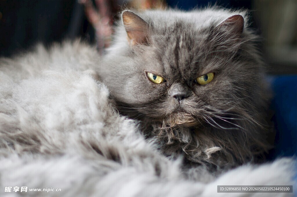 慵懒长毛猫的惬意瞬间