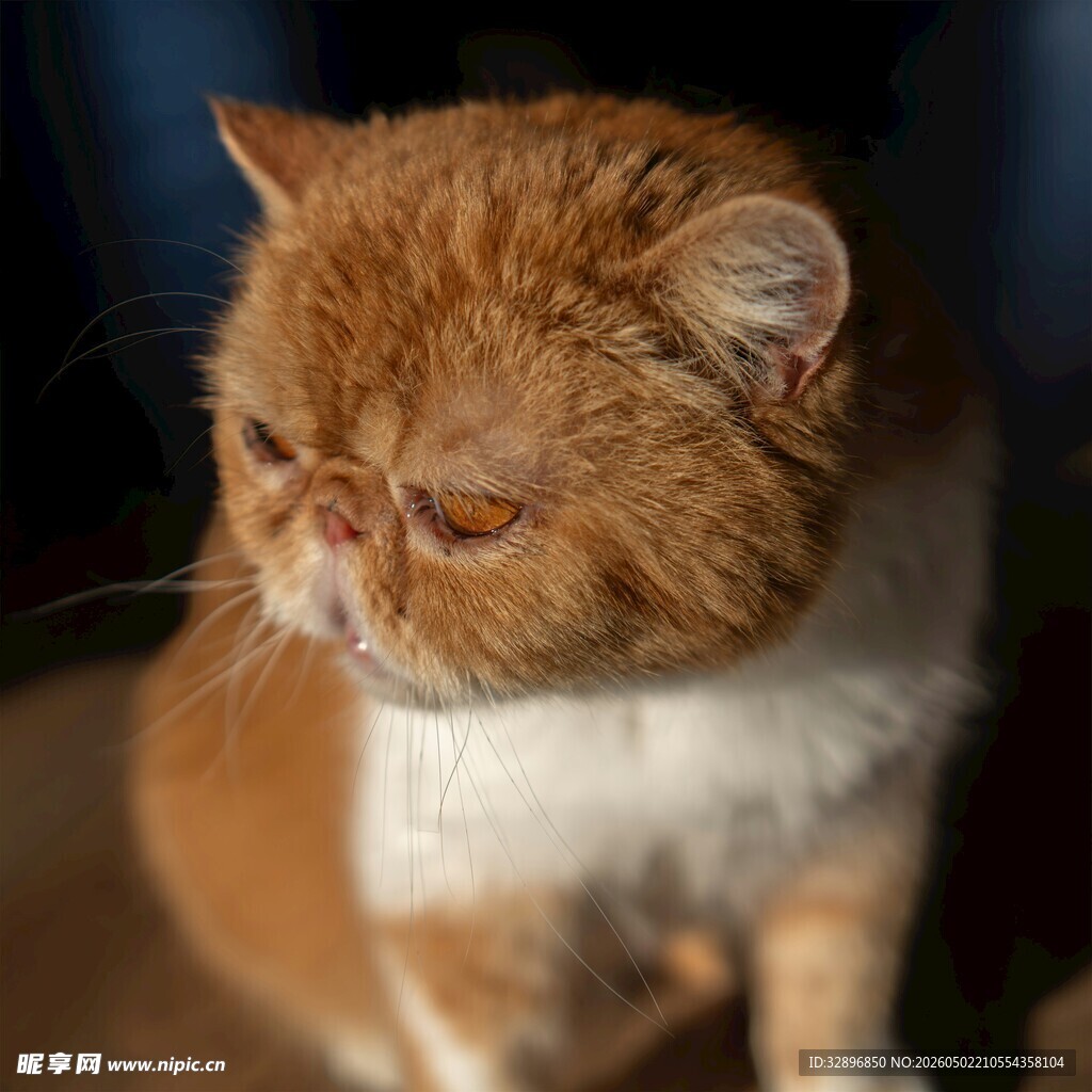 橘白加菲猫的忧郁瞬间
