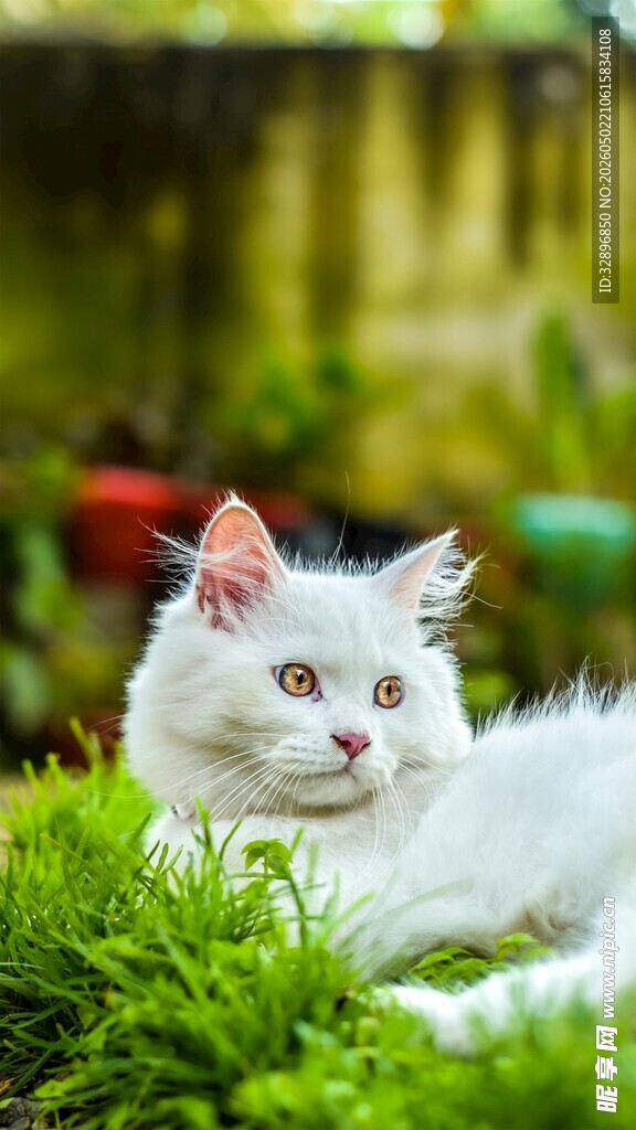 草地上的白色猫咪