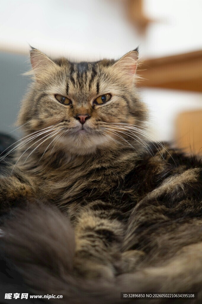 慵懒长毛猫惬意休憩