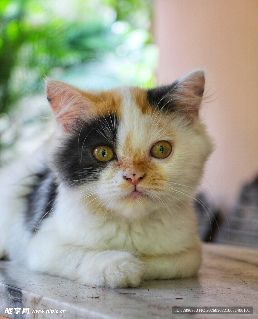 三色小猫趴卧姿态可爱