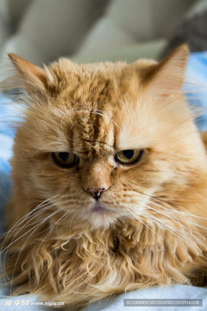 愁容满面的橘色长毛猫咪