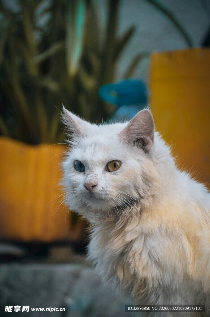 可爱白毛猫咪户外模样