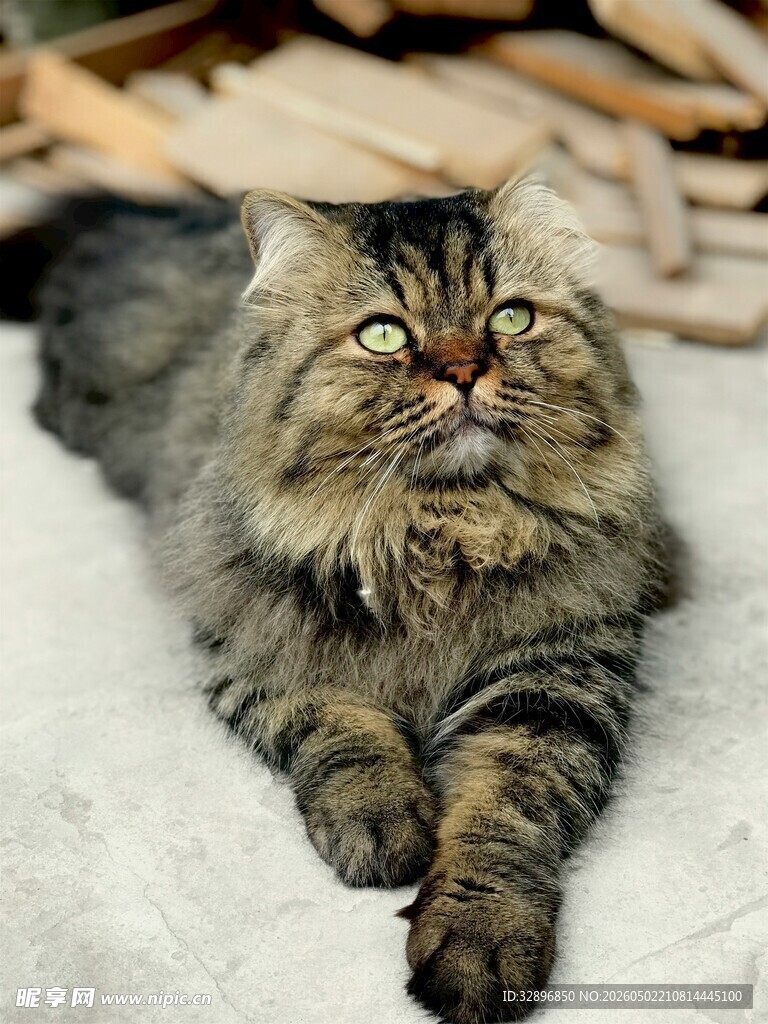 长毛虎斑猫趴卧在毯子上