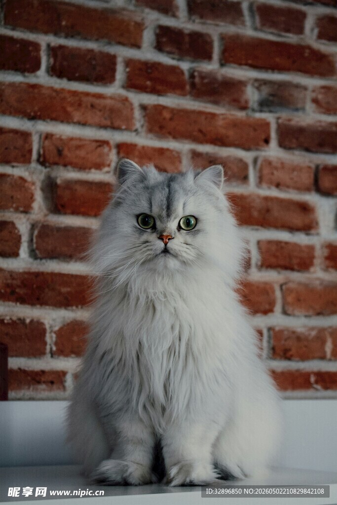 可爱长毛猫坐于砖墙前