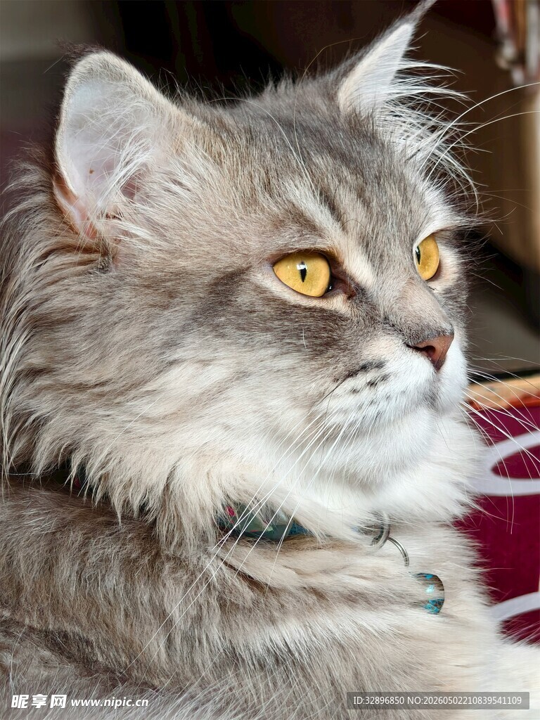 长毛猫咪的凝视
