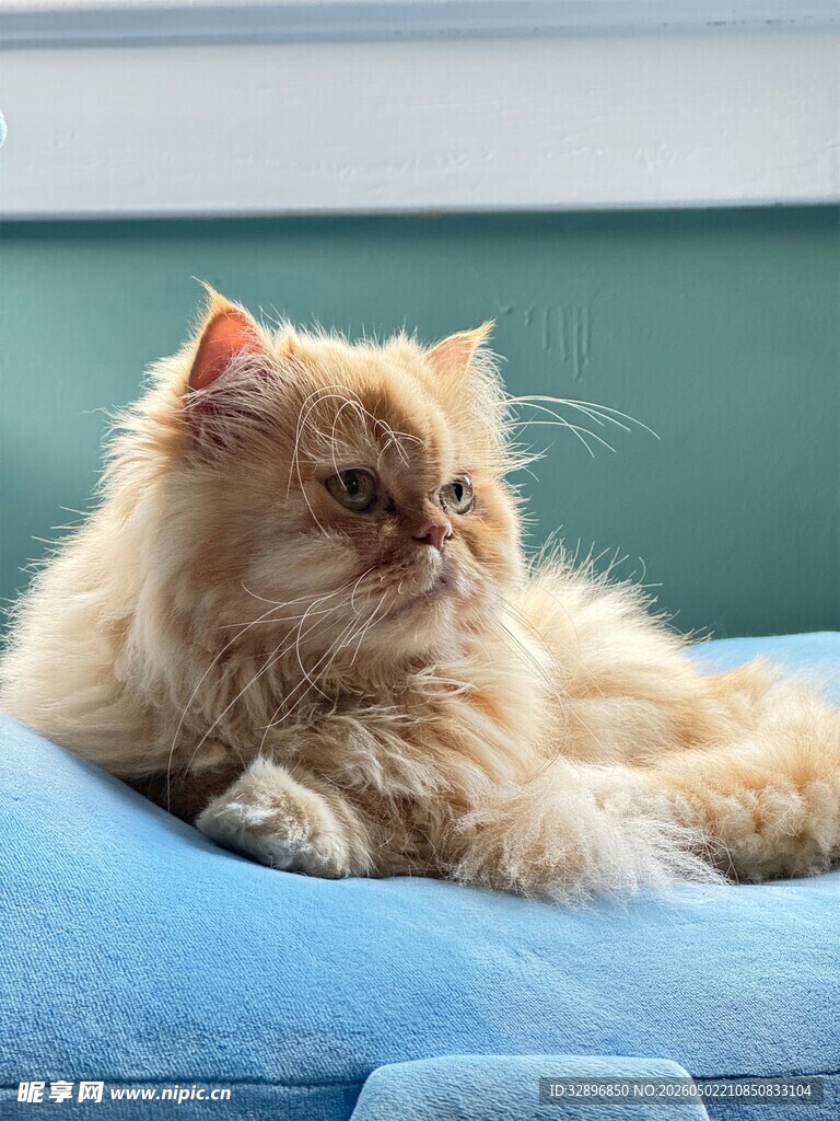 慵懒波斯猫躺蓝色垫子上