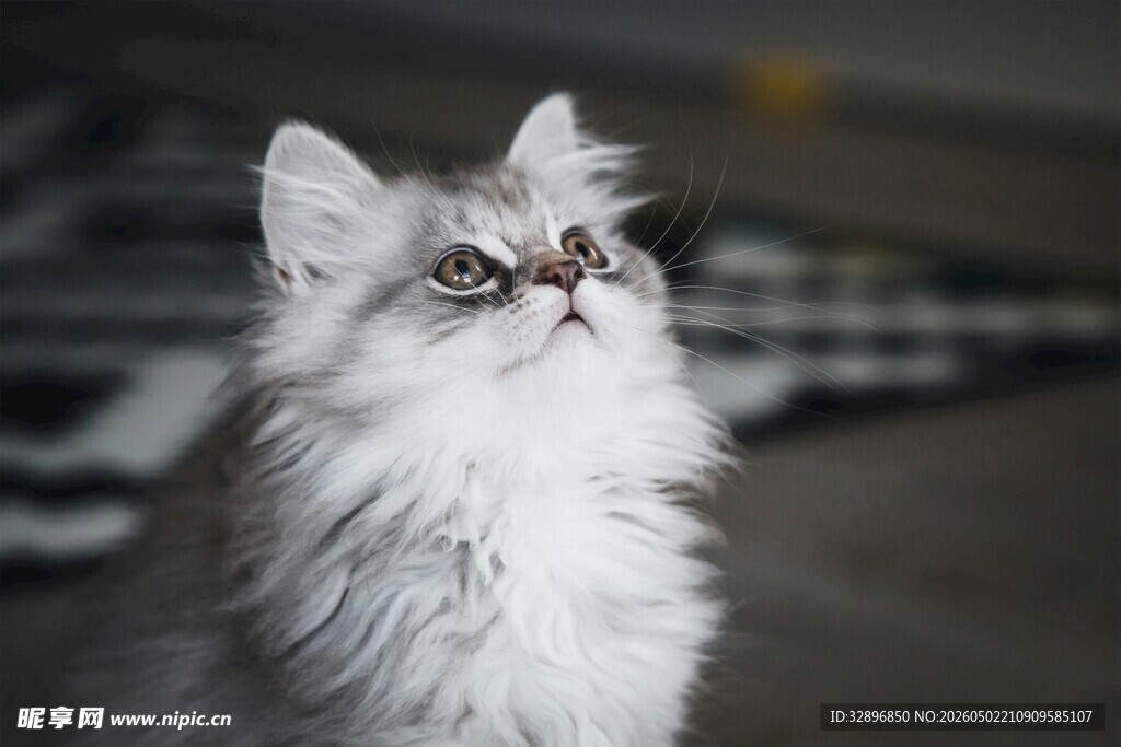 可爱长毛猫仰头望向上方