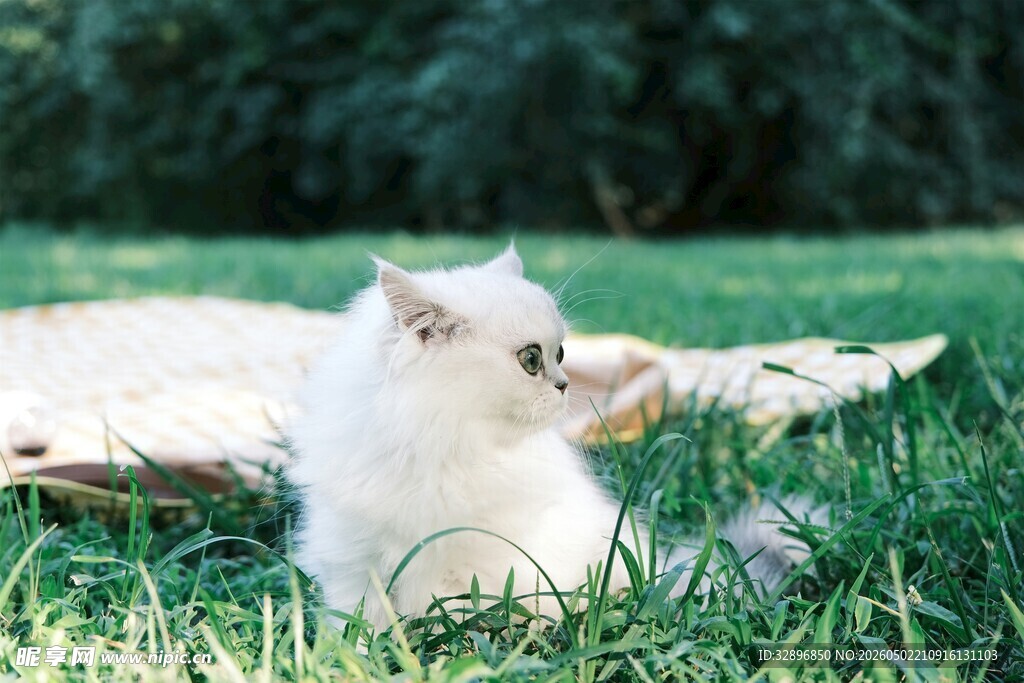 草地上的可爱白色猫咪