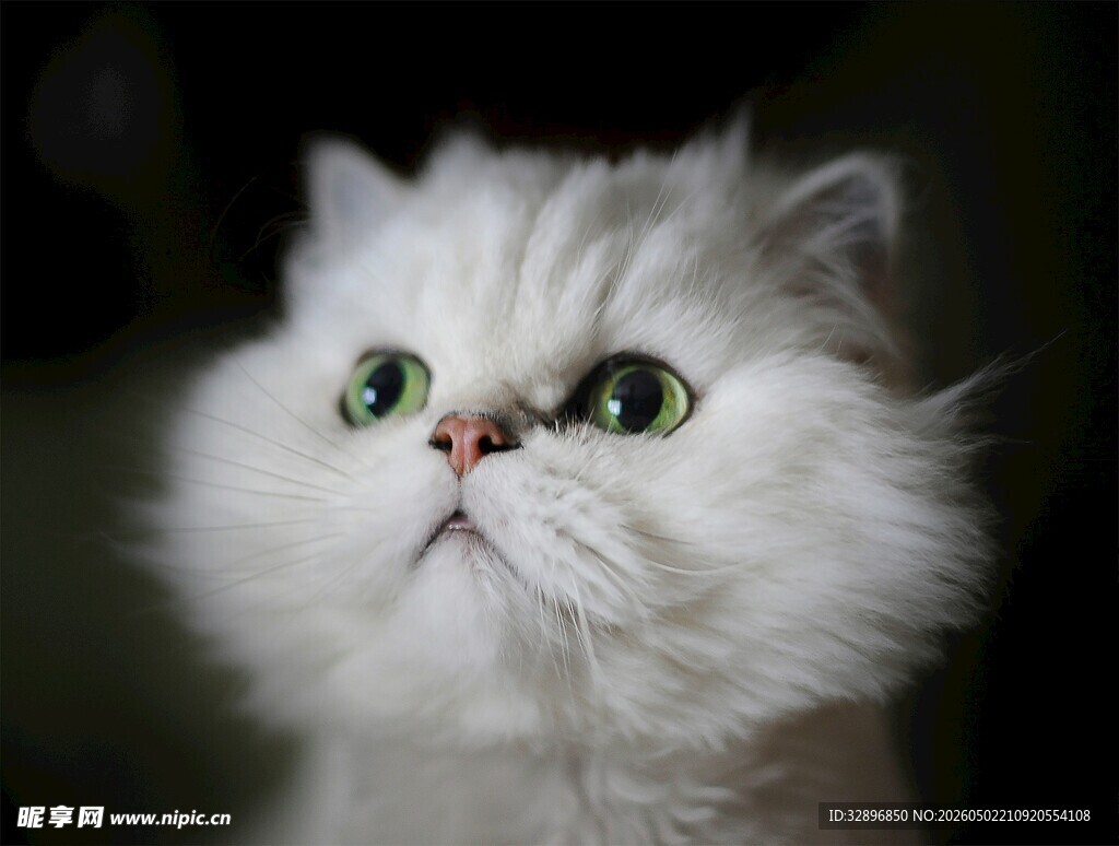 可爱白毛猫咪仰头凝视