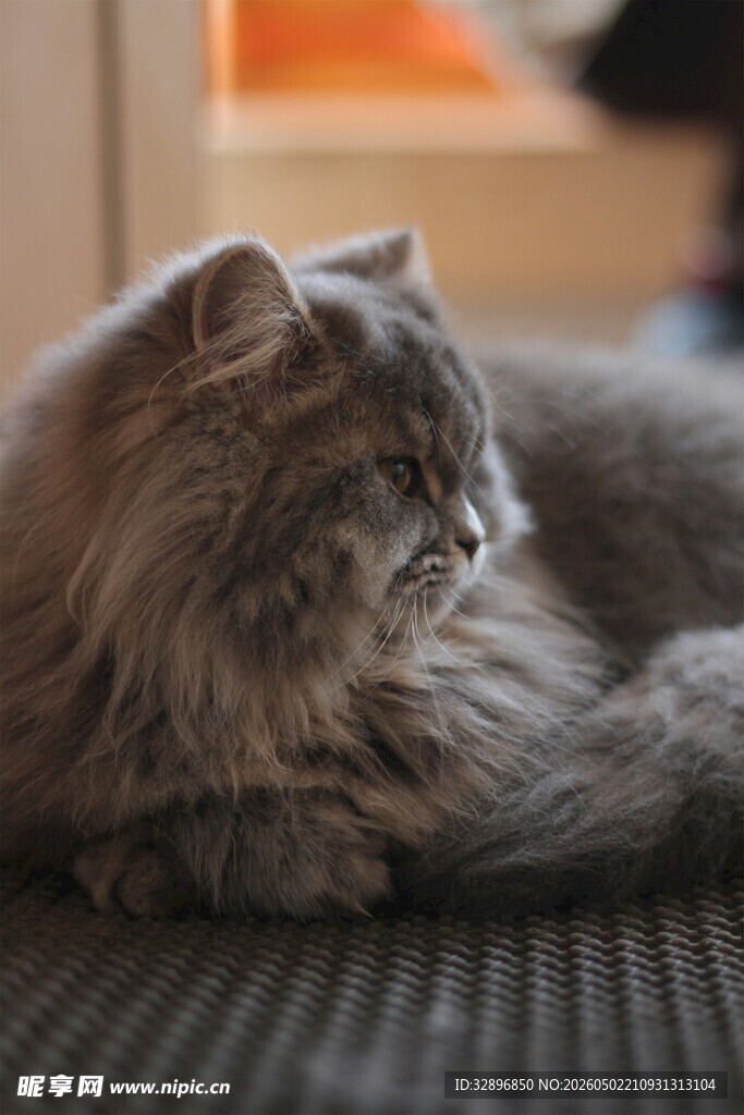 长毛猫咪惬意趴卧