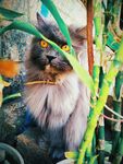 长毛猫躲在绿植后张望